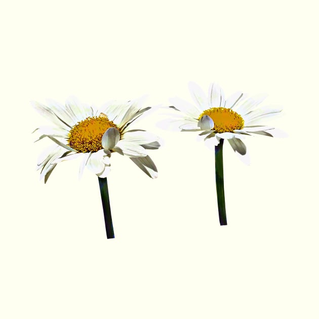 Daisies - Two White Daisies Waving by SusanSavad