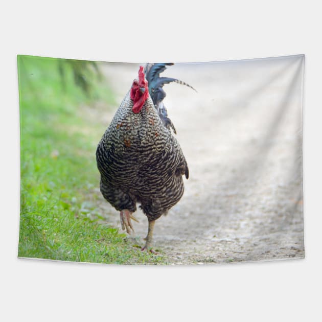 Plymouth rock rooster Tapestry by Drgnfly4free