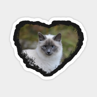 Siamese Cat in a Heart Magnet