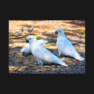 Cockatoos Feeding! T-Shirt