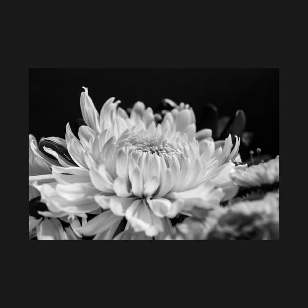 Bloom in Black and White by Ckauzmann