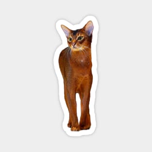 Abyssinian Cat Kitten Magnet