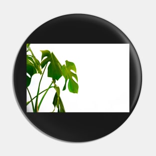 Monstera pot plant with leaves in casual fashion in white pot isolated on white background. Pin