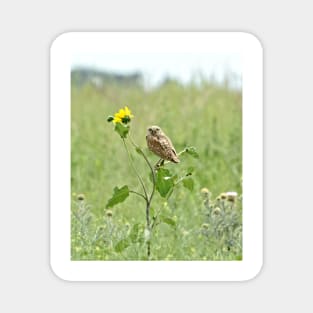 Burrowing Owl Magnet