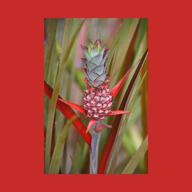 Bromeliad by Carole-Anne