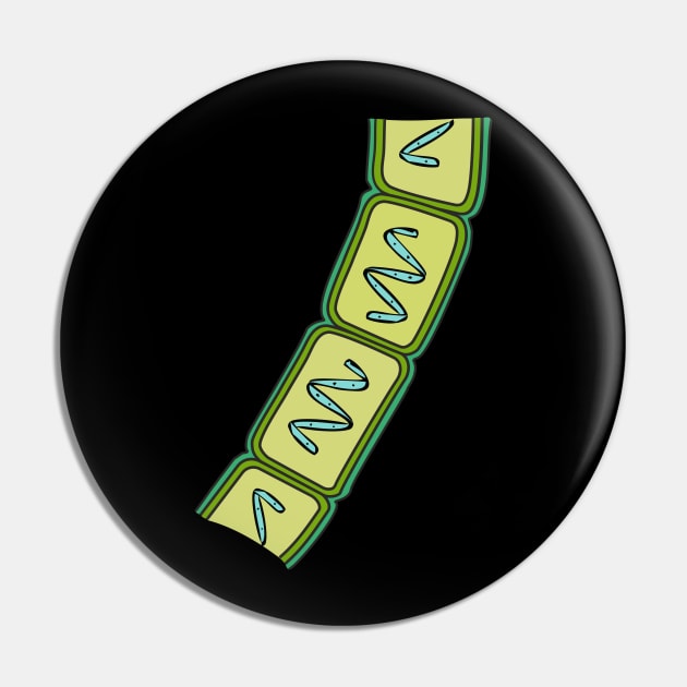 Coenobium of Spirogyra Pin by RosArt100