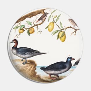 Three Waterfowl with Two Birds Perched in Citrus Trees (1575–1580) Pin