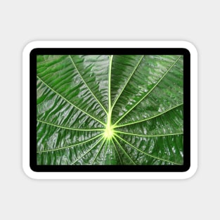 green leaf of a plant, leaves, green, nature, natural, floral, flora Magnet