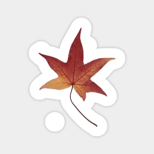 Red chestnut leaf from Brittany, France. Magnet