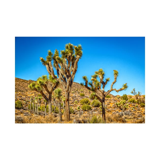 Joshua Tree National Park, California by Gestalt Imagery