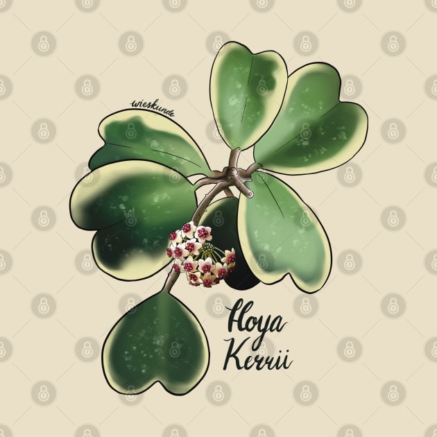 Hoya Kerrii in bloom by Wieskunde