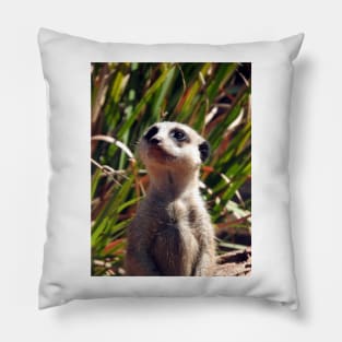 Meerkat Pillow