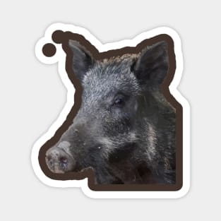 Wild Boar Vector Zodiac Animal Cut Out Magnet