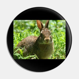 Cute Wild Bunny Enjoying the Sunlight Pin