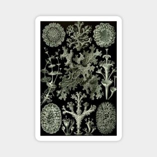Naturalist Lichen Magnet