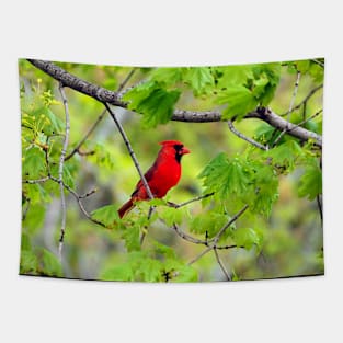 Northern Red Cardinal Sitting In A Tree Tapestry