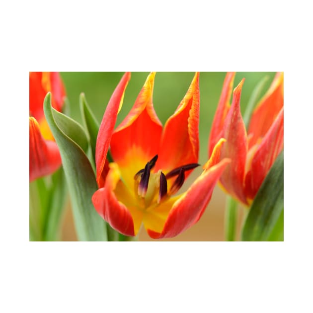 Tulipa schrenkii  Miscellaneous tulip by chrisburrows