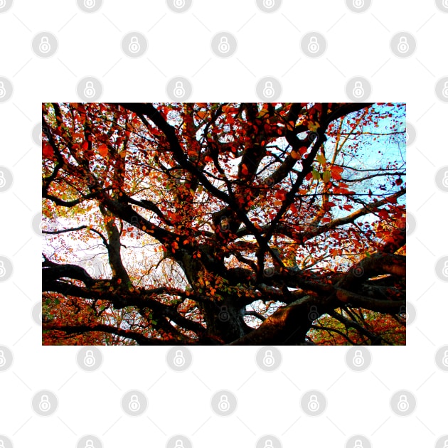 Bizarrely curved and interwoven branches of a beech tree with red leaves in Canfaito forest by KristinaDrozd