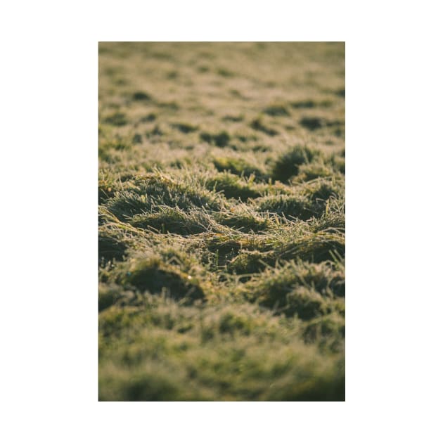 Grass Grass Grass by XOXOX