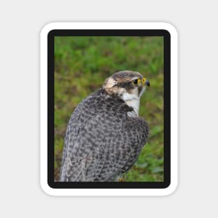 Peregrine falcon Magnet