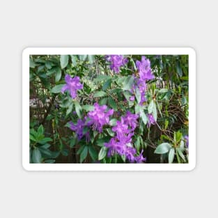 Purple Flowers Nature Photography Pacific Northwest Magnet