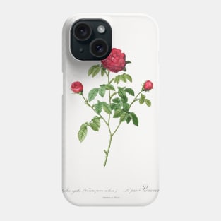 Provence or French Rose (1817–1824) by Pierre-Joseph Redouté and Henry Joseph Redouté. Phone Case