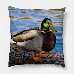 Mallard Duck Pillow