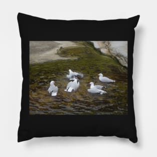 Dee Why Gulls Swimming Pillow