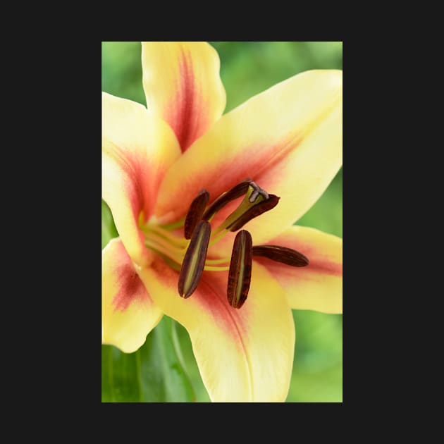 Lilium  &#39;Lavon&#39;  Lily  Oriental Trumpet lily cross  OT lily by chrisburrows