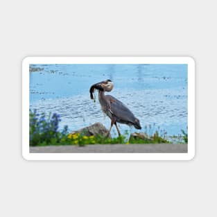 Great Blue Heron Carrying a Fish Magnet