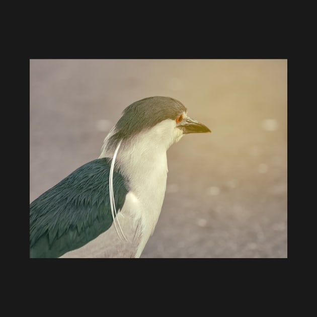 Black-Crowned Heron by jvnimages