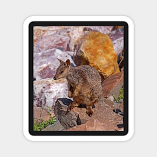 Allied Rock-Wallaby Magnet