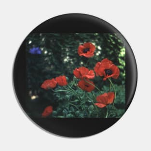 Poppies Pin