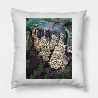 Troops of sulphur tuft mushrooms on a stump Pillow