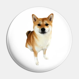 Lilly the Shiba Inu Sitting Down Pin