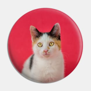 kitten on pink Pin