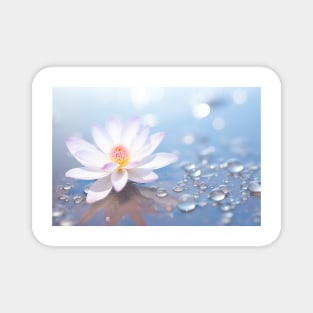 Flower Water Drop Nature Serene Tranquil Magnet