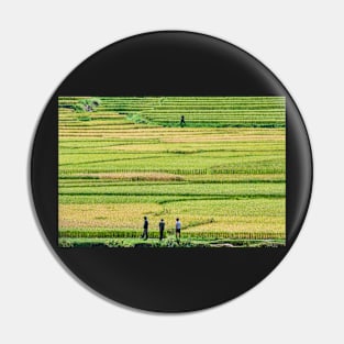 Rice Fields. Pin