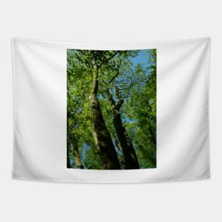 Tall Trees Tapestry