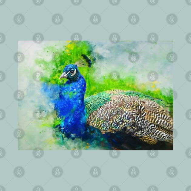 Painted Peacock by Amanda Jane
