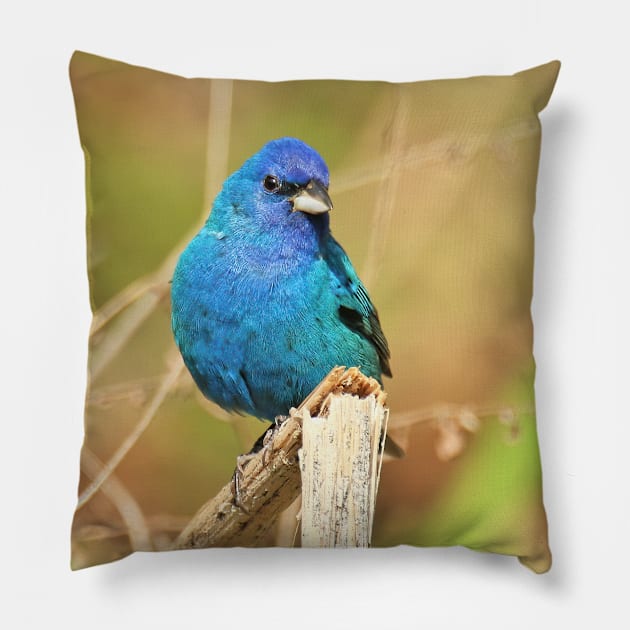 Indigo Bunting 2022 Pillow by BirdsnStuff