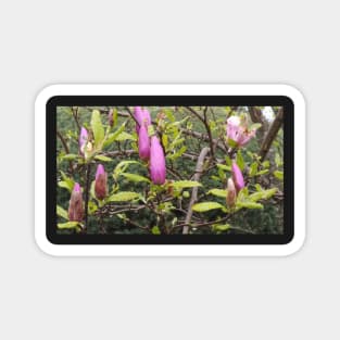 Spring Rain Flowers Magnet