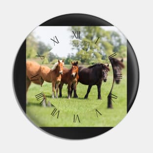 Three horses on pasture looking at camera Pin