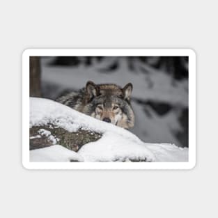 Eastern Gray Wolf Magnet