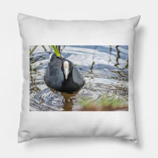 Hawaiian coot 2 Pillow