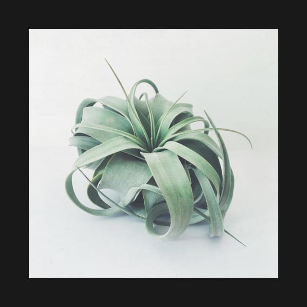 Air Plant III by Cassia