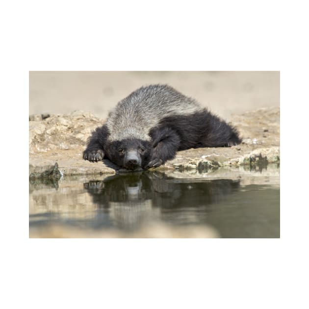 Resting Honey Badger (C019/4317) by SciencePhoto