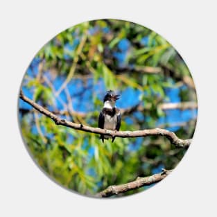 Belted Kingfisher Perched On a Tree Branch Pin