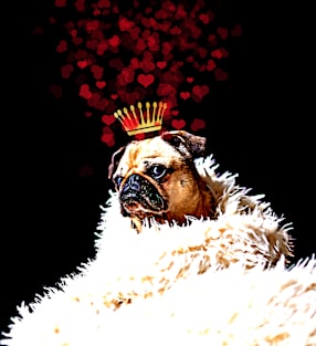 Pug with a crown of hearts, puppy love Magnet