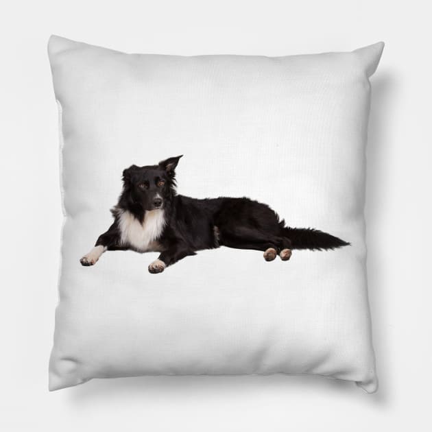 border collie Pillow by 1STunningArt